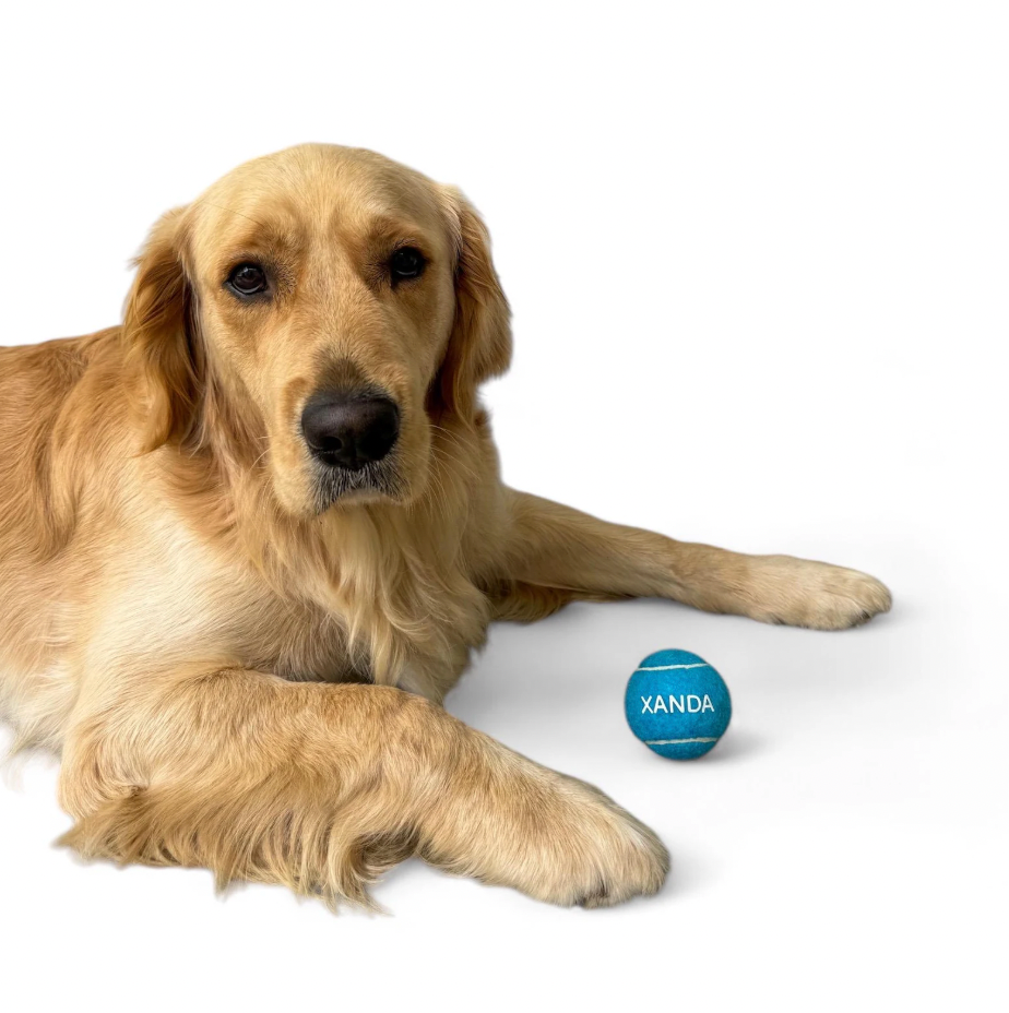Custom Personalized Dog Ball / Dog Toy / Puppy Toys / Cat Toy / Tennis Ball Toy