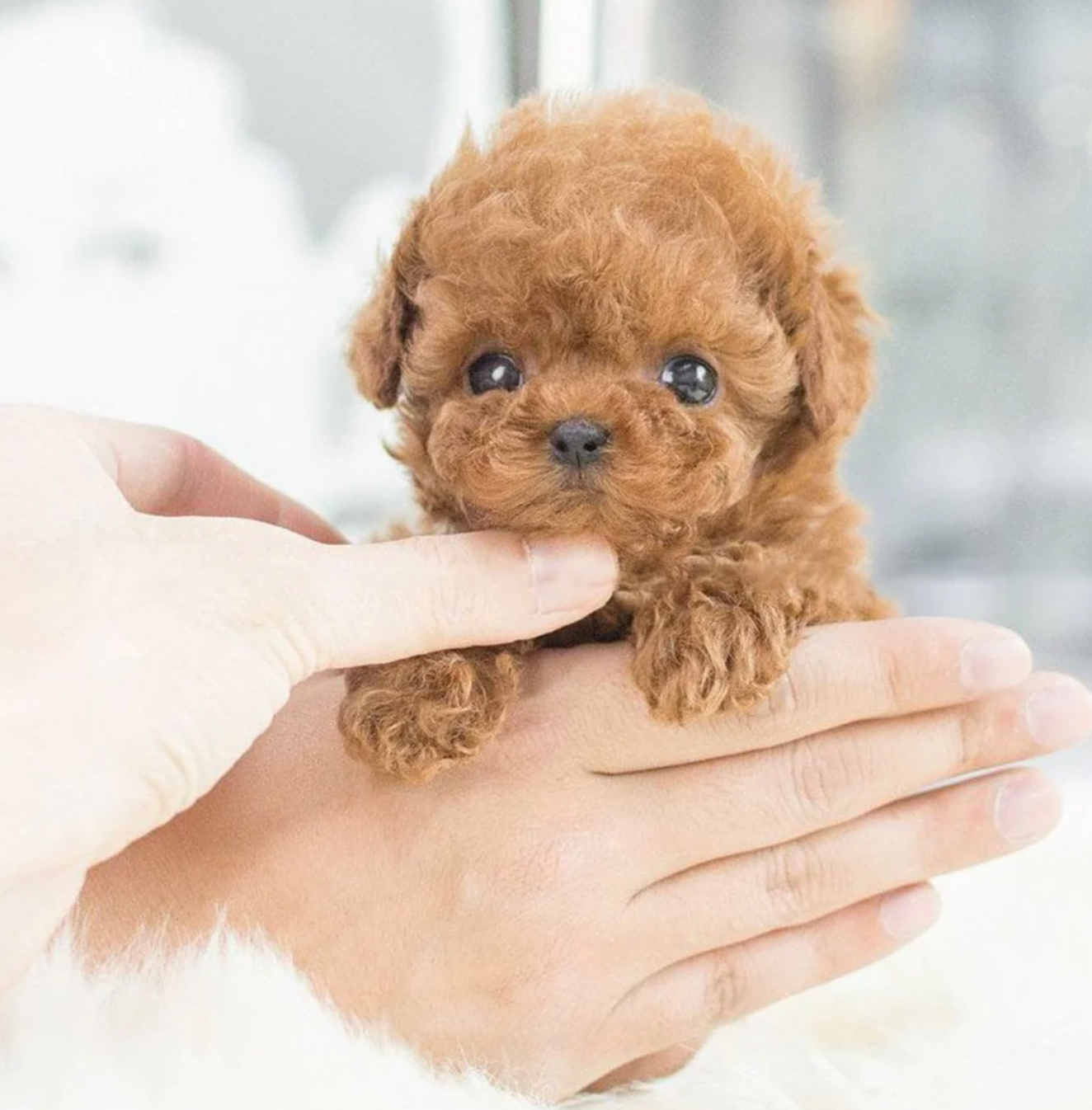 Nicoo Robot Puppy Interactive Toy Realistic Lifelike Dog for Kids