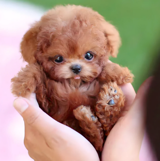 Nicoo Robot Puppy Interactive Toy Realistic Lifelike Dog for Kids